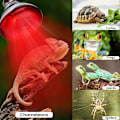 Miniatyrbillede 2 af 5: E27 Infrarød Varmelampe til Kyllinger 220V 100-275 Watt Rød Varmelampe Pære Varmelyspære til Rugemaskine Hønsehus Kyllinger Kæledyr Reptil