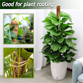 Miniatyrbilde 3 av 6: 2-pakks Mosstativ, 25 tommer bøybart Mosstativ for planter, Mosstativer for klatreplanter innendørs, Kokosfiberplante Støttepinner for potteplanter 25inch