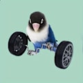 Miniatyrbillede 4 af 4: 1 stk. Balance Car Design Papegøjetræningslegetøj til Fugl til Leg
