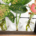 Miniatyrbild 2 av 5: 1/2/3 Glasprovrör Vas Planteringskärl Växt Terrarium för Clear 28 x 40cm 1Set