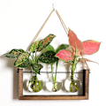 Miniatyrbild 3 av 5: 1/2/3 Glasprovrör Vas Planteringskärl Växt Terrarium för Clear 28 x 40cm 1Set