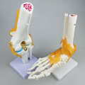 Miniatyrbild 5 av 5: Axelleden mänsklig anatomimodell med funktionella ligament