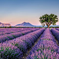 Miniatyrbillede 2 af 4: 25 poser tørrede lavendelblomster duftpose gaze duftpose fyldt duftpose til at hjælpe med at sove