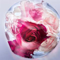 Miniatyrbillede 3 af 3: La Vie Est Belle Rose Extraordinaire - EDP - Volume: 100 ml