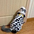 Miniatyrbillede 2 af 6: Kæledyrshundetøj Vinter Blød Fleece Hunde Hættetrøjer Kæledyrstøj til Små Hunde Hvalpe Katte Chihuahua Yorkshire Kæledyrskostume Cow M