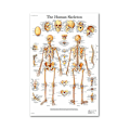 Miniatyrbild 4 av 5: Anatomisk affischset - Laminerat - Muskulärt, Skelett, Matsmältnings-, Andnings-, Cirkulations-, Endokrint, Lymfatiskt, Manligt & Kvinnligt Reproduktionsorgan, Nervsystem