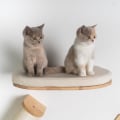 Miniatyrbillede 3 af 4: Kattetræ - RHRQuality - Luksus XXL sofa - Beige - Kapacitet 20 kg - Til store katte Beige
