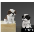 Miniatyrbild 2 av 4: Arts Shih Tzu valp brun, vit