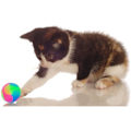 Miniatyrbillede 3 af 5: Lysende hundebolde blinkende elastiske bolde lyser i mørket Intera