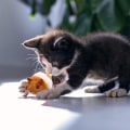 Miniatyrbillede 2 af 5: 2 killinger legetøj kat legetøj kæledyr legetøj automatisk kat mus legetøj interaktiv