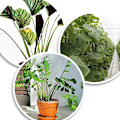 Miniatyrbild 3 av 5: 100 st tomatplantstöd trädväxtstöd justerbar växtbindning