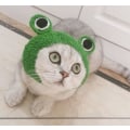 Pikkukuva 3 / 4: Lemmikkisammakkohattu - Button S, 22-24 Cat