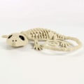 Pikkukuva 2 / 4: Gecko Skull Ornament,
