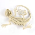 Pikkukuva 4 / 4: Gecko Skull Ornament,
