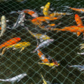 Miniatyrbillede 4 af 5: 2x5M Dam Net Dam Net Grøn Have Net Anti-o Net Have Dam Cover Net Mesh Net Protect - Grøn