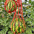 Miniatyrbillede 2 af 5: Melon Hængekøjer, 5-pak Net til Meloner, Perfekt til Dyrkning af Cantaloupe, Vandmelon i Vertikal Have (Orange)