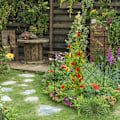 Miniatyrbild 5 av 10: 3st hopfällbar växtbåge Klätterspaljé Stomme Trädgård Blomma Växt Växande stöd Metall Järn Spaljé Vägg Svar 3 Sheet