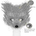 Miniatyrbillede 5 af 6: Kunstig Pelsræv Hale Kat Varulv Cosplay Kostume Sæt Plys Maske Fluffy Poter Handsker Halloween Jul Rød Brun Red brown One Size