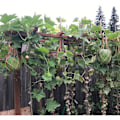 Pikkukuva 5 / 5: Meloniriippumatot, 5 kpl verkkoja meloneille, täydellinen cantaloupen ja vesimelonin kasvattamiseen pystysuorassa puutarhassa (oranssi)
