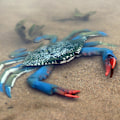Pikkukuva 3 / 5: Haloppe Simuloitu Krabbi Merieläin PVC-Malli Työpöydän Koristelu Koulutus Lasten Leikki King Crab