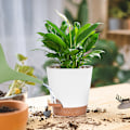 Miniatyrbild 3 av 5: 5-pack - Självbevattnande kruka/automatisk bevattning/blombevattningsanordning Vit 5-pack