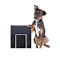 Miniatyrbilde 5 av 5: Hundetreningsbrett - Filing, Trimming, Scratching Board, Sanding, Sandpapering, Filing, Scraping