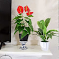 Miniatyrbild 4 av 4: Konstgjorda Växter Blommor, Real Touch Falsk Calla Lily Växt Grönska Buskar Sidenblomma för Bröllop Brudbukett Inomhus Utomhus Hem Kökskontor