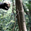 Miniatyrbillede 3 af 4: Håndkædesav Trådsav Rustfrit Stål Lomme Trådsave Tov Blad Kæde Overlevelsesværktøj Med Fingergreb Lomme Trådsav Til Udendørs Nødberedskab