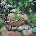 Pikkukuva 4 / 5: 3-pakk Bonsai-lanka Bonsai-puun koulutuslangat Anodisoitu alumiini Käsityö DIY-langat sidokset käsityöihin, koko 1,0 mm/1,5 mm/2,0 mm ruskea, musta
