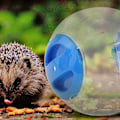 Miniatyrbild 2 av 4: Transparent Träningsboll för Hamster Mini Trot Plastleksaker (Blå)