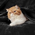 Miniatyrbillede 2 af 5: Fleece Tæppe Sofa Kast - Alsidigt Tæppe Fluffy Blødt Kast til Seng og Sofa Kast/Enkelt, Sort, 130x150cm
