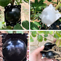 Pikkukuva 5 / 5: Rooting High Pressure Propagation Ball High Pressure Box Garde Clear S-3pcs