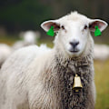 Miniatyrbillede 3 af 5: Ko Heste Får Græssende Kobberklokke Stort fortykket Kvæg Shee L