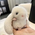 Miniatyrbillede 4 af 4: Sød plys kanin nøglering til kvinder, kawaii udstoppet dyr nøglering, fluffy hvid kanin æstetisk nøglering, bilnøglekæde tilbehør