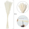 Pikkukuva 2 / 5: Kuivattu Pampas-ruoho, luonnollinen Pampas-ruoho kuivattu Pampas, Pampas-ruoho luonnollinen, Dri