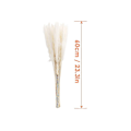 Pikkukuva 3 / 5: Kuivattu Pampas-ruoho, luonnollinen Pampas-ruoho kuivattu Pampas, Pampas-ruoho luonnollinen, Dri