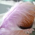 Miniatyrbillede 1 af 5: 50 stk. Fluffy Tyrkisk Marabou Fjer 10-15 cm Tyrkiske Fjer Dekorationstilbehør Til Smykker Tøj Bryllupsfjer DIY Håndværk Purple Cashmere