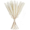 Pikkukuva 4 / 5: Kuivattu Pampas-ruoho, luonnollinen Pampas-ruoho kuivattu Pampas, Pampas-ruoho luonnollinen, Dri