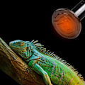 Miniatyrbillede 3 af 5: Keramisk Varmelampe Pære Infrarød Reptil Varmeemitter Varmelamper Pærer