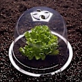 Miniatyrbillede 4 af 5: Salatklokke X12 Beskyttende Drivhus Til Planter-aleko