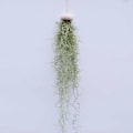 Miniatyrbillede 2 af 3: 3 stk. små dekorationer af hamskaller og søpindsvinsskaller (ekskl. planter)