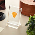 Miniatyrbild 4 av 5: Akryl Gitarrplektrum Displayfodral Klar Gitarrplektrum Ställhållare Mynt Samlarobjekt Gitarrplektrum Display