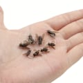 Miniatyrbilde 5 av 7: 2024 oppgradert fiskeagn, fluer for fluefiske, reke-smaksatt fiskeagn, fluekrok mykt agn tilsett fiskeagn fiskeutstyr M M