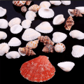 Miniatyrbild 3 av 8: 100g Beach Mixed SeaShells Mix Sea Shells Shell Craft SeaShells