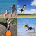 Pikkukuva 5 / 5: Frisbee-koiranlelu, 2 kiekkoa koiranlelu, koiran frisbee, koiranlelu frisbee