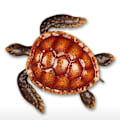 Miniatyrbild 1 av 5: Färgglad liten sköldpadda väggskydd mjuk inredning väggdekoration väggkonst