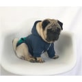 Miniatyrbilde 3 av 5: Glidelås hette kjæledyr klær hund katt klær søte dyr klær Wa