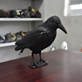 Miniatyrbillede 4 af 5: Dueskræmmer - Krage - Afskrækningsmiddel mod små fugle og duer