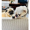 Miniatyrbillede 3 af 5: Squishy hundelegetøj gaver - Stress Squishies Pug sensoriske legetøj langsom Ri