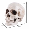Miniatyrbillede 3 af 5: Model 1:1 Kunstharpiks Menneske Kranie Anatomisk Undervisning, Dekoration Kranie